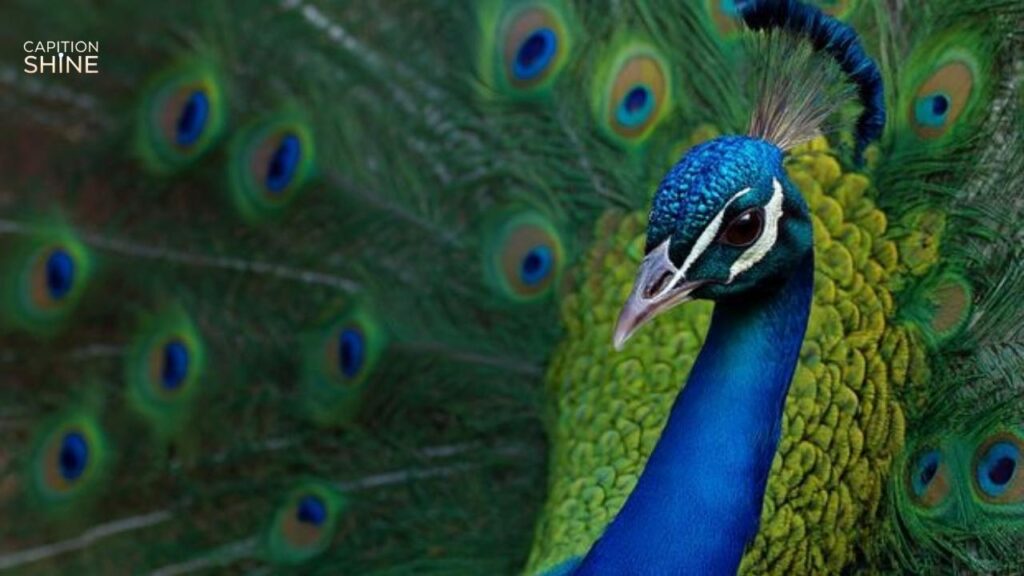 Funny Peacock Captions For Instagram
