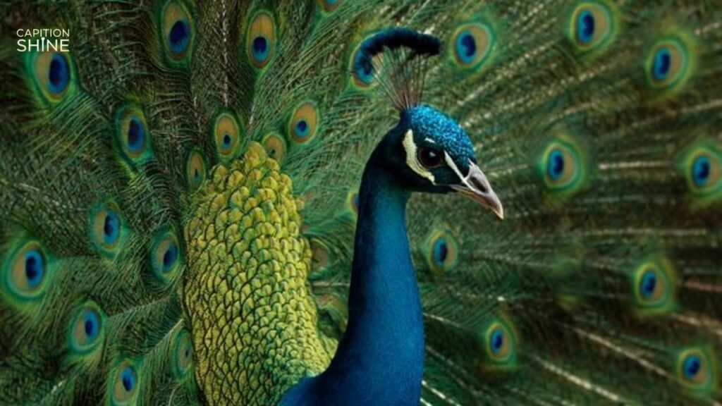 Majestic Peacock Quotes To Reflect Your Styl