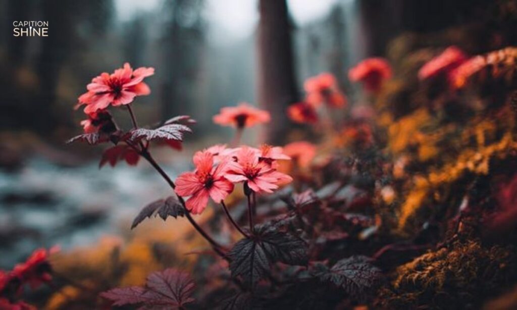 Seasonal Nature Captions for Instagram