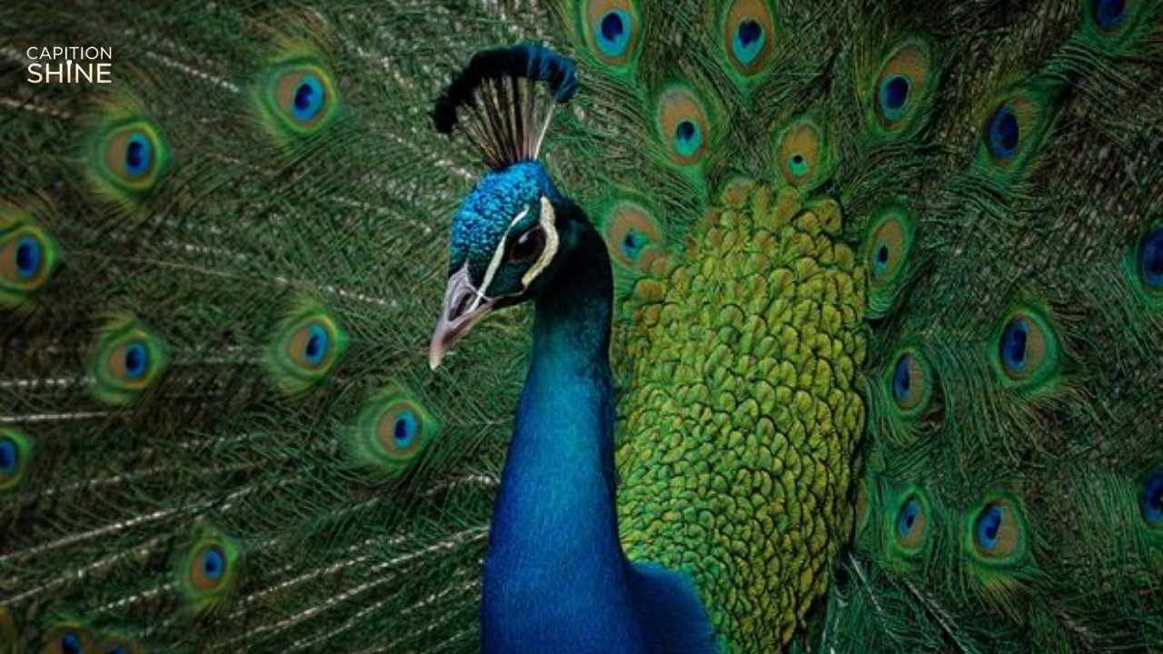 275+ Stunning Peacock Captions for Instagram That Shine Bright & Stand Out